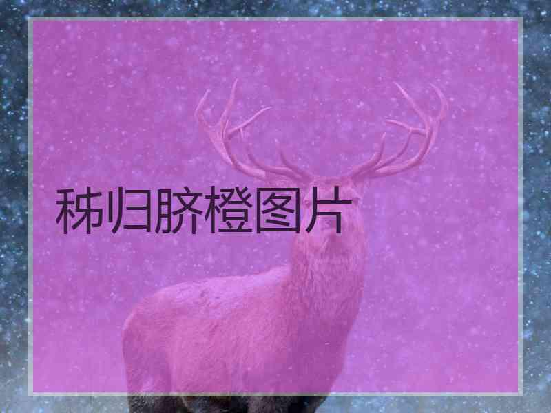 秭归脐橙图片