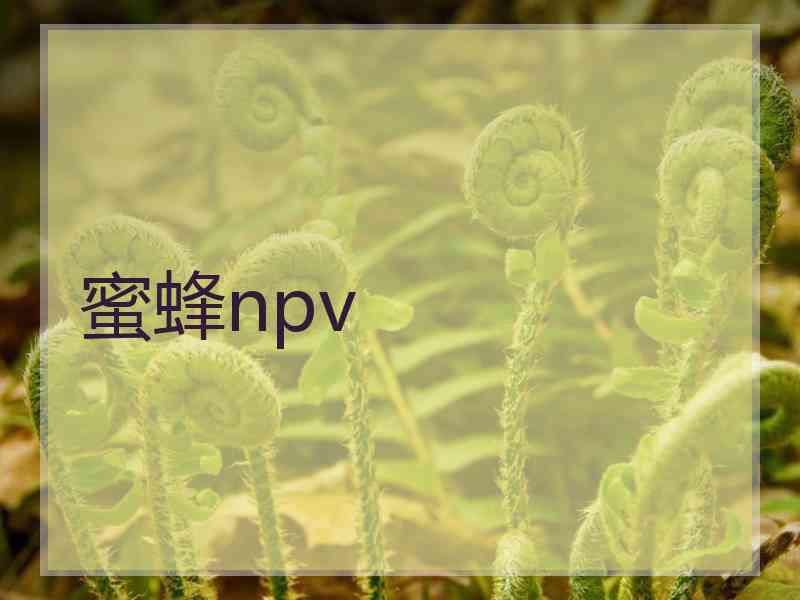 蜜蜂npv