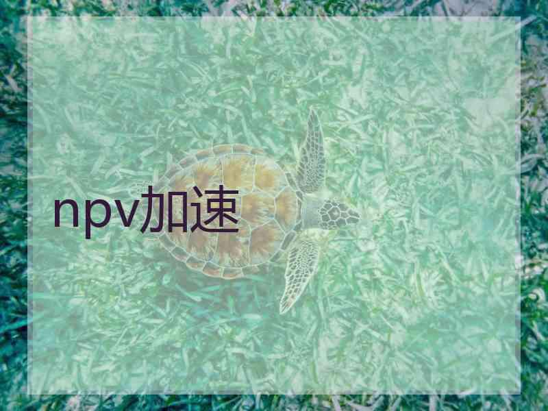 npv加速