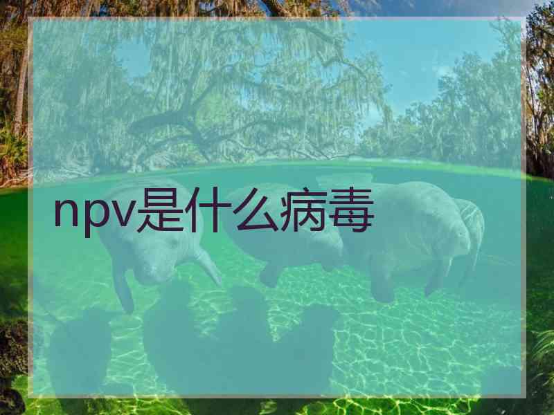 npv是什么病毒