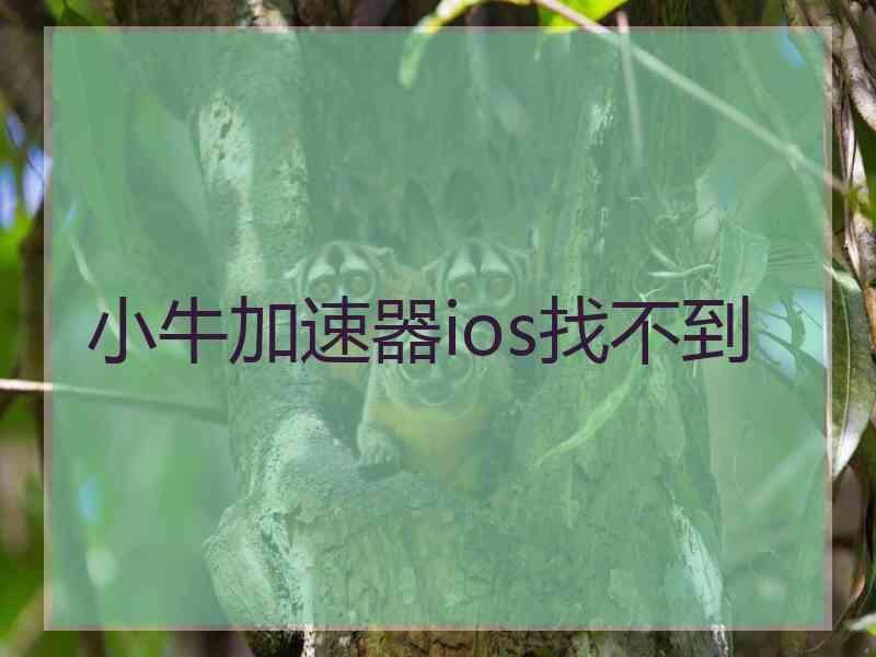 小牛加速器ios找不到