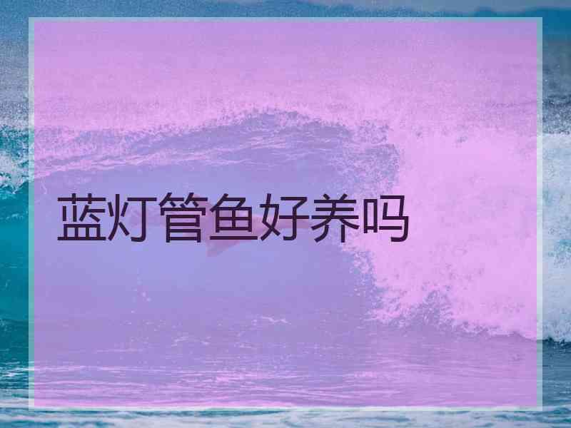 蓝灯管鱼好养吗