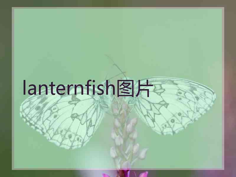 lanternfish图片