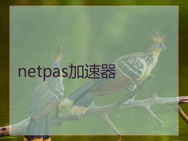 netpas加速器