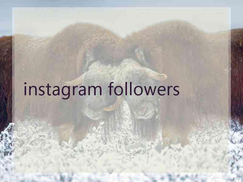 instagram followers