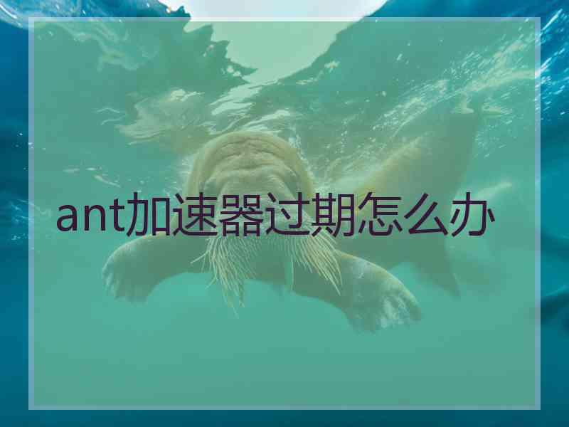 ant加速器过期怎么办