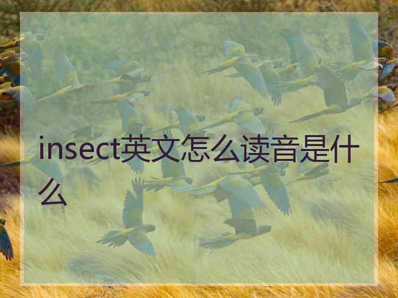 insect英文怎么读音是什么