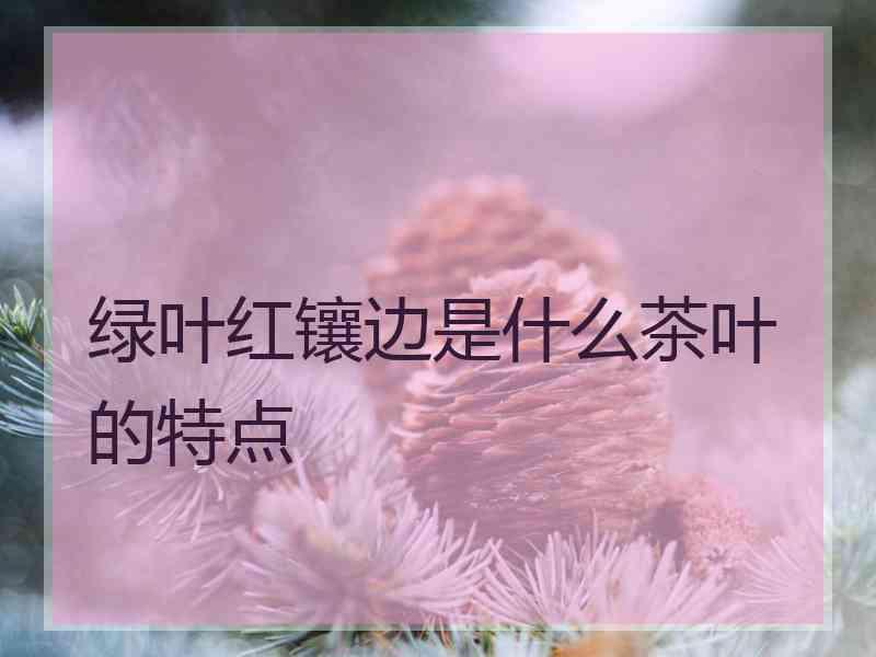 绿叶红镶边是什么茶叶的特点