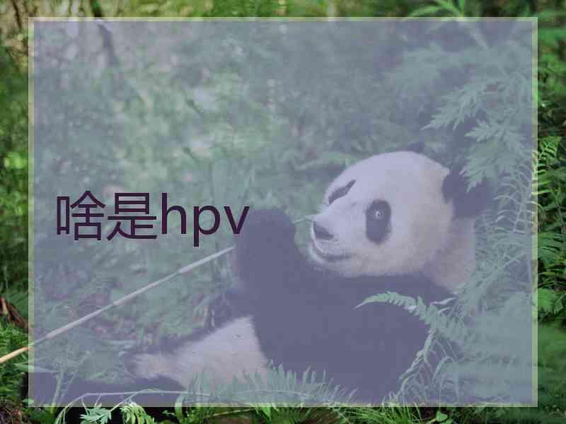 啥是hpv