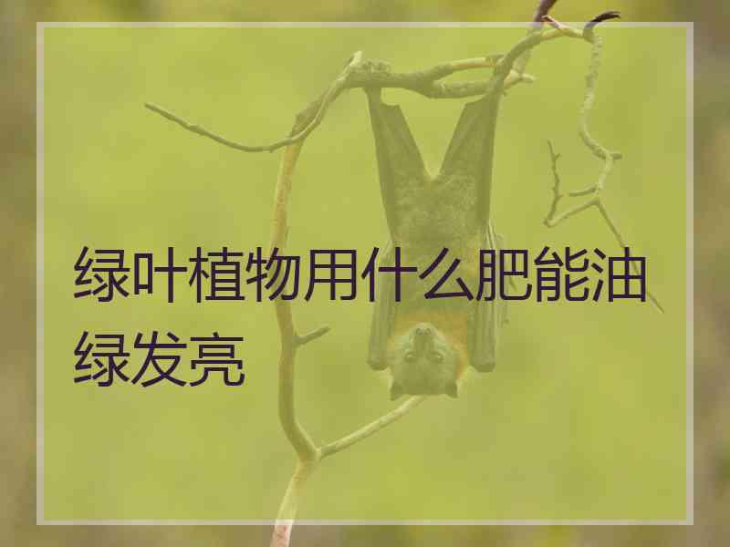 绿叶植物用什么肥能油绿发亮