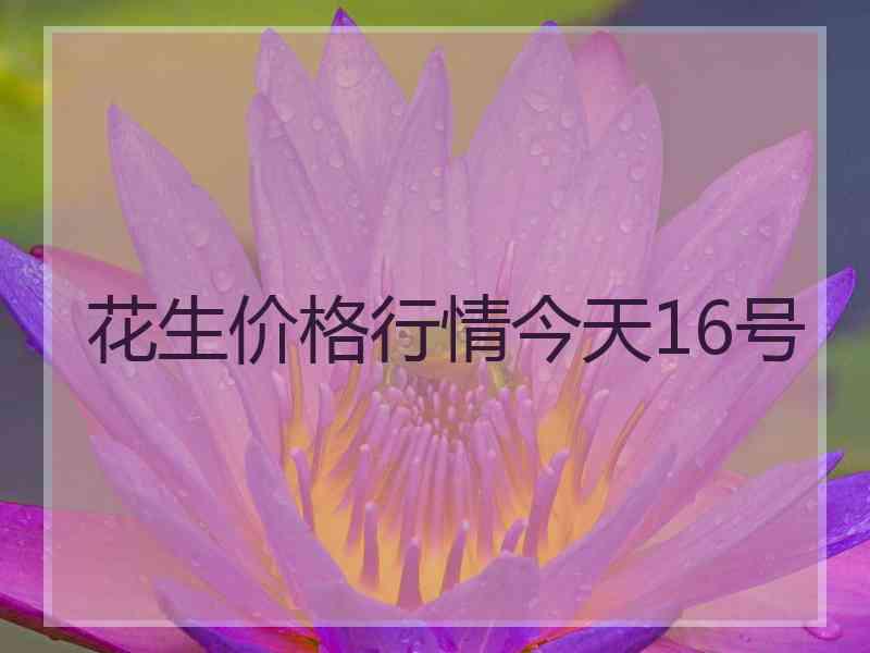 花生价格行情今天16号