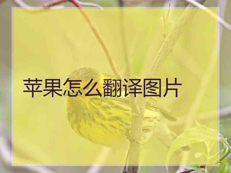 苹果怎么翻译图片