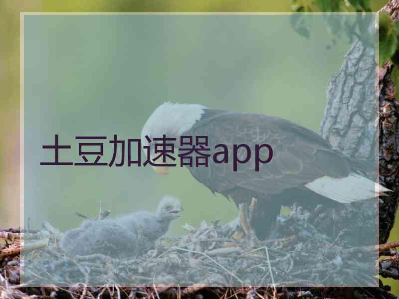 土豆加速器app