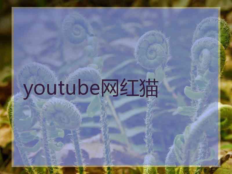 youtube网红猫