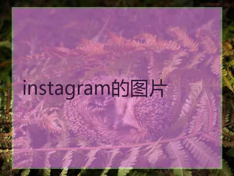 instagram的图片