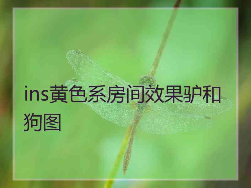 ins黄色系房间效果驴和狗图