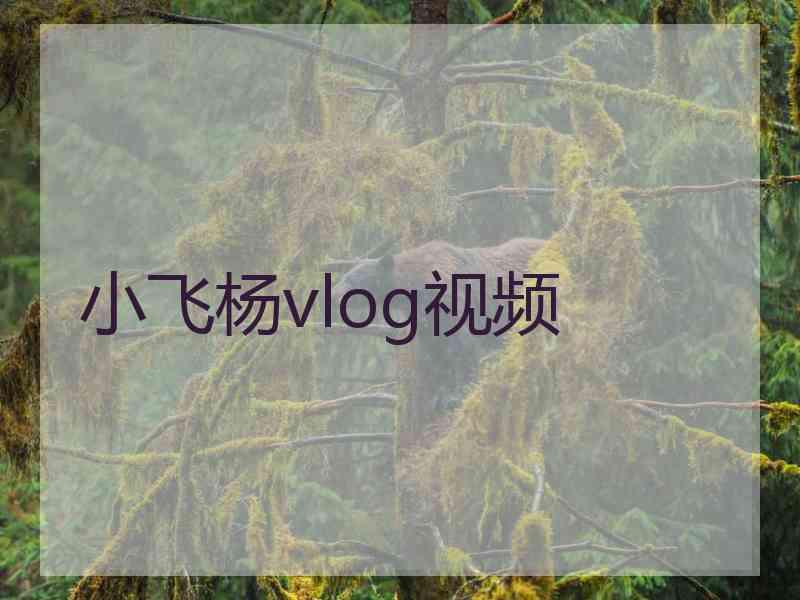 小飞杨vlog视频