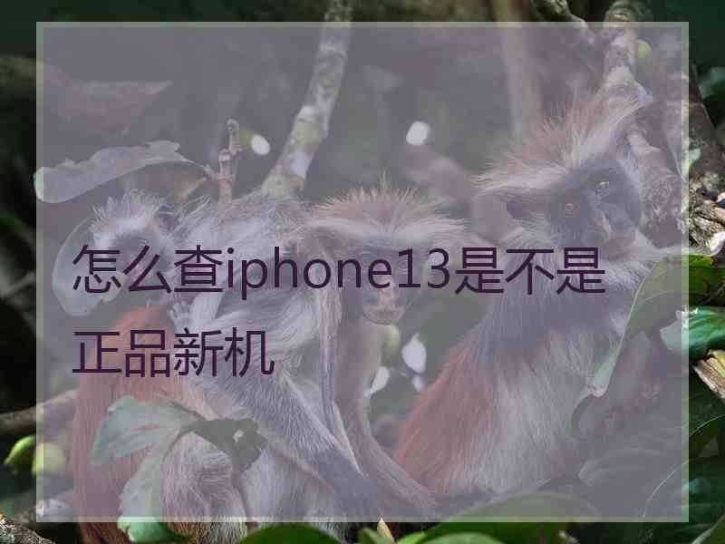 怎么查iphone13是不是正品新机