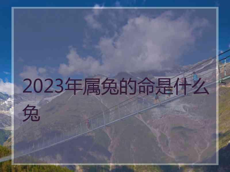 2023年属兔的命是什么兔