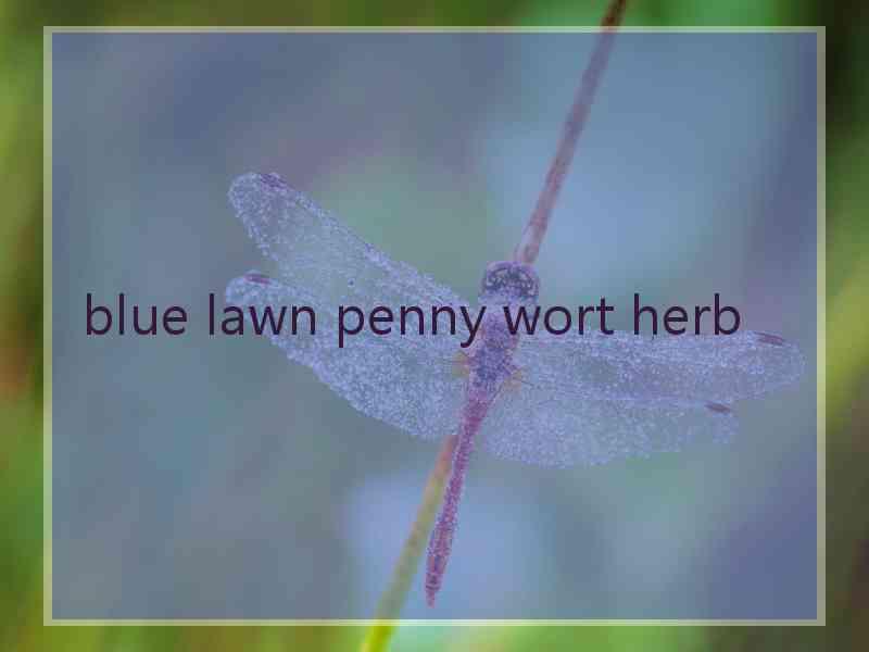 blue lawn penny wort herb