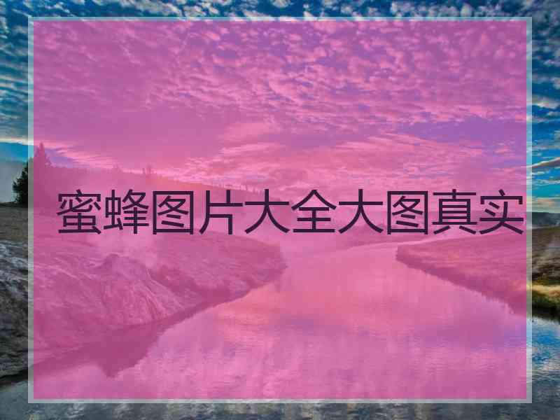 蜜蜂图片大全大图真实